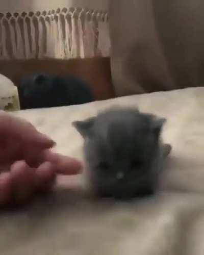 Kitty boop😍😍😍