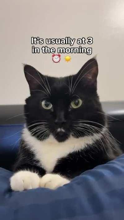 It’s usually at 3 in the morning ⏰☀️😼