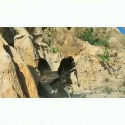 The Hawks face at the end