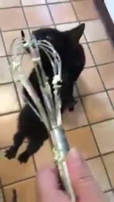 Never say never, little kitty.