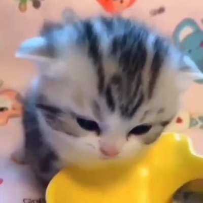 Awww that's so adorable 😻😍🥰