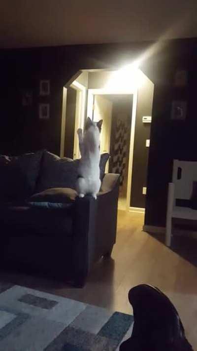 Squeaky sees the greebles!