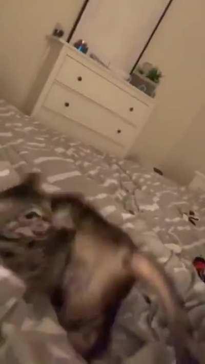 Sneak attack kitten Zoomies.