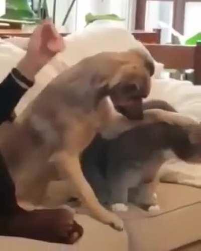 Teaching the dog how to pet the cat.