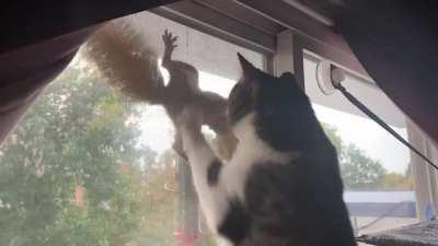 Котики и белка