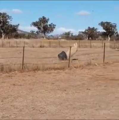 Idiot fighting a bucket