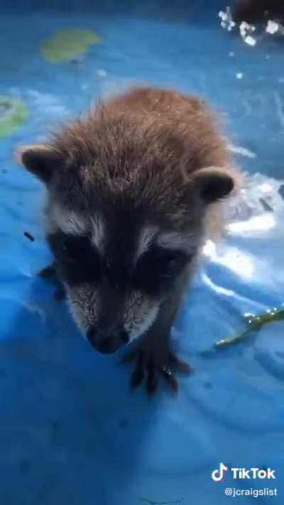 Миленькие енотики.