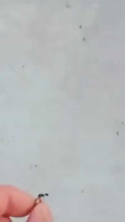 This ant is having a cool story for family dinner tonight.