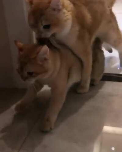 Mom, I'm a big cat now!