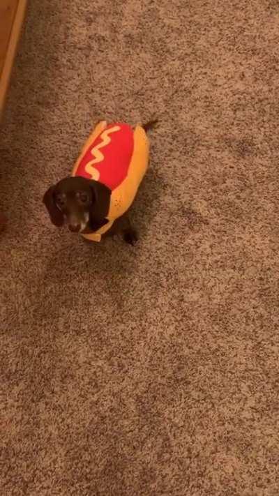 Daisy says hi. She’s a mini and thinks she’s a Great Dane.