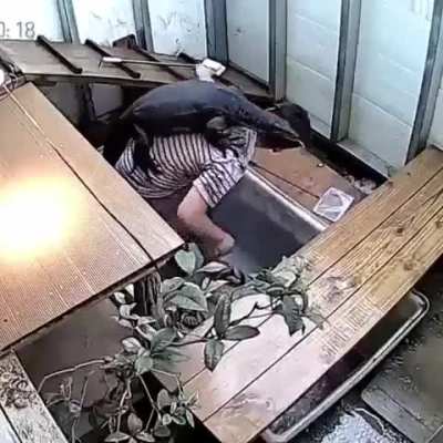 That friendly lizard can turn into deadly into seconds💀