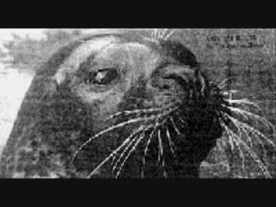 Audio of Hoover, a captive seal that spontaneously started making human speech sounds