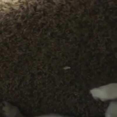 It’s actually scarier to NOT find him under my bed...