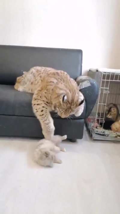 lynx playing with tiny pomeranian