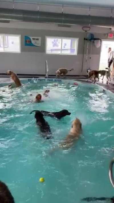 Swimming pool for Paw-ppies!