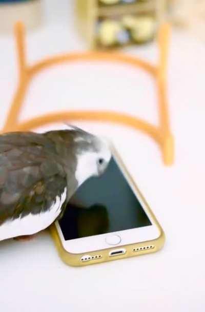 The new iPhone 18, now with bird proof screen!