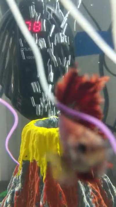 Been trying to catch my little dude come out of his volcano for a week!