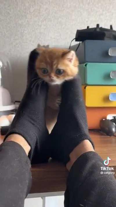 Guess I'll just go with it