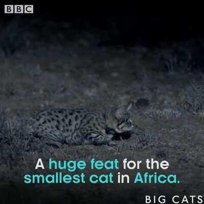 🔥 Africa's smallest cat is also the world's deadliest
