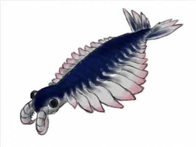 welcome to r/AnomalocarisFans