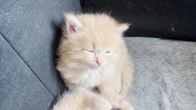 Foster Mango can definitely stay awake. Not sleepy.