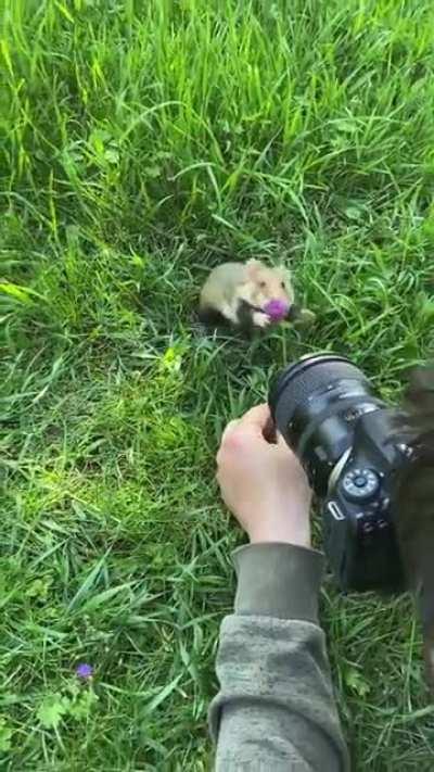 Wild hamster doing a photoshoot.
