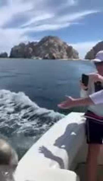 When a seal throws his weight around.