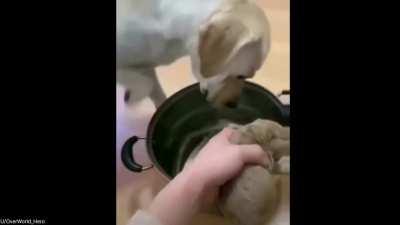 ¡¡¡TeRrIbLe HuMaN wAnT eAt PuP bUt BiG pUp SaCrIfIcEs!!!