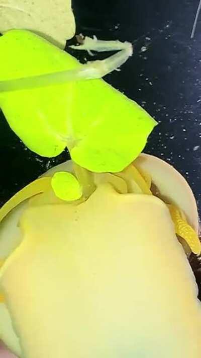 My Apple Snail Eats Some Watercress Like How We Eat Spaghetti! You Get A Good Look At Their Radula At The End!