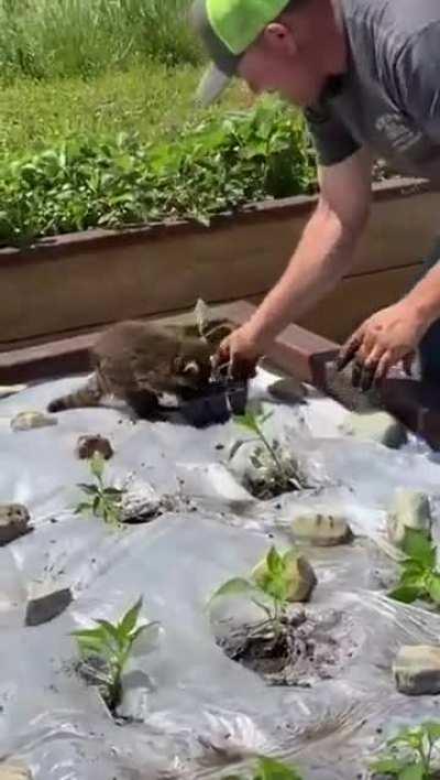 Wholesome rescued baby racoon