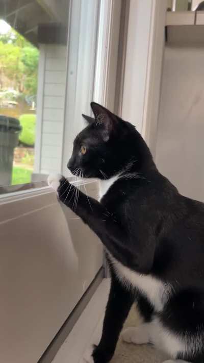 Ina chirp-barking to intimidate the birds