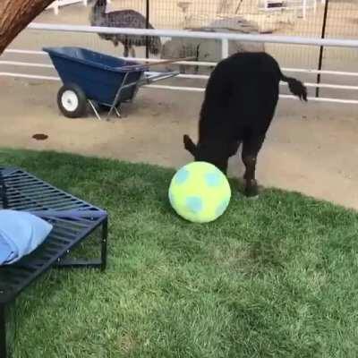 Ferdinand playing with soccer ball at The Gentle Barn Sanctuary
