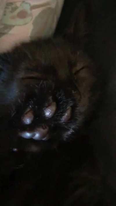 Check out McNibble’s nibblers!