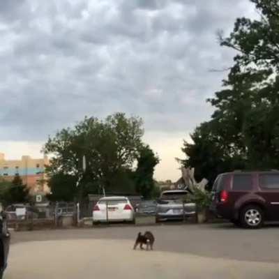 Run in opposite directions to see which one your dog loves more.