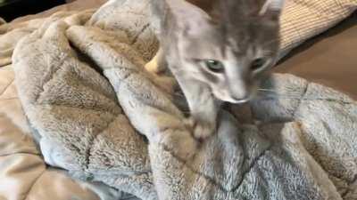 Our kneady kitty who was rescued back in December. Listen to him purrrr!