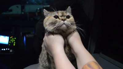 Tora has the most squishable cheeks!