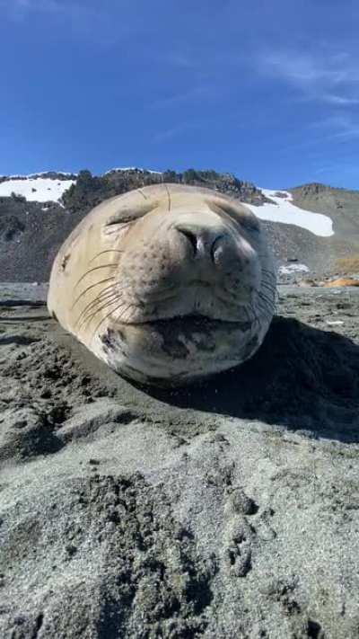 Sneezy Seals