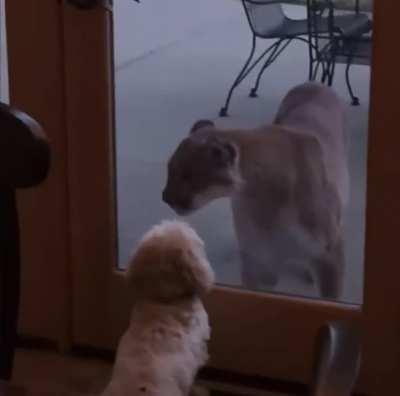 Mountain Lion and Doggo