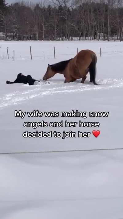 Horse making snow angels 