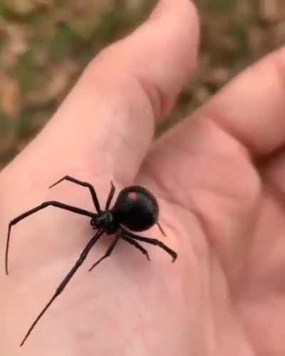 Is this a Black widow?   Soo dangerous!