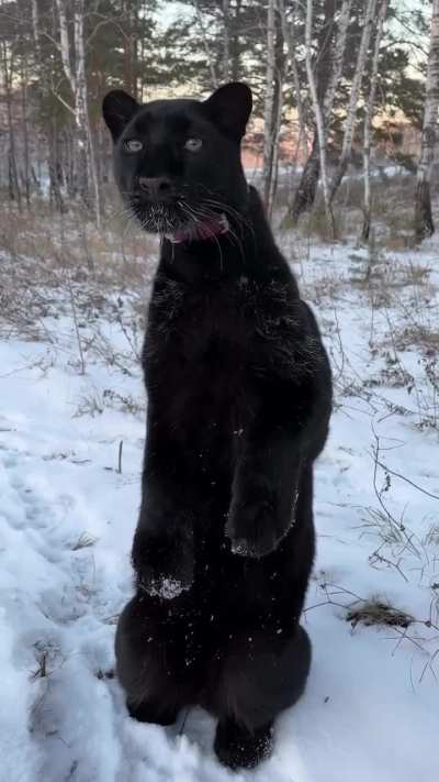 Nogga is ready for Christmas