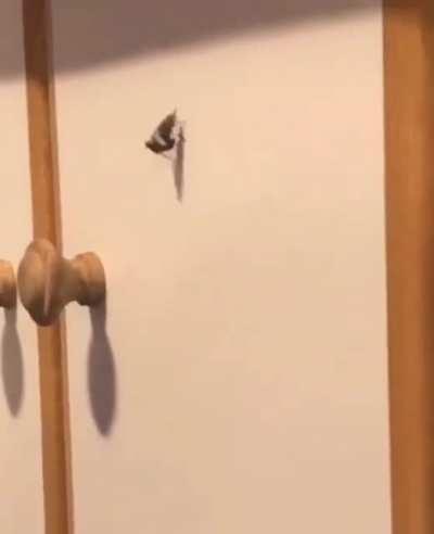 A very rare insect caught on camera... oh