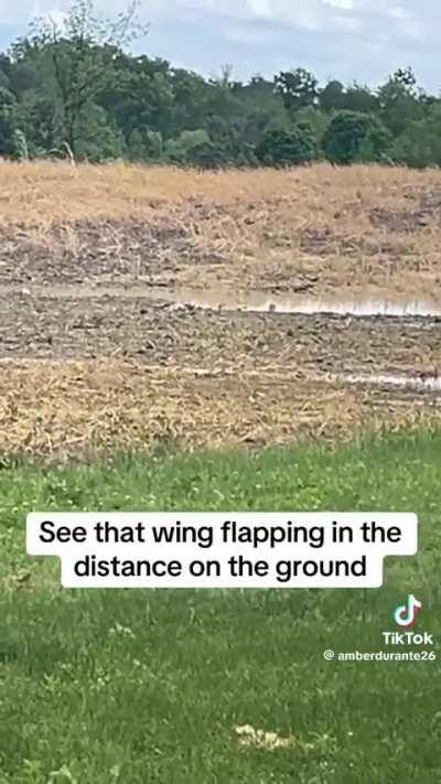 I remember Killdeers doing thus as a kid.