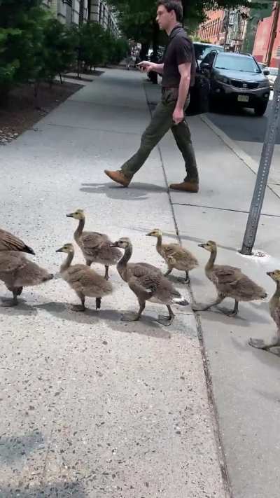 Since we're sharing 🦆vids