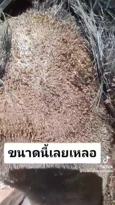 How to destroy an entire ecosystem in minutes