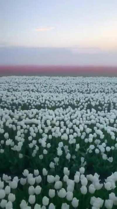 🔥This tulip field