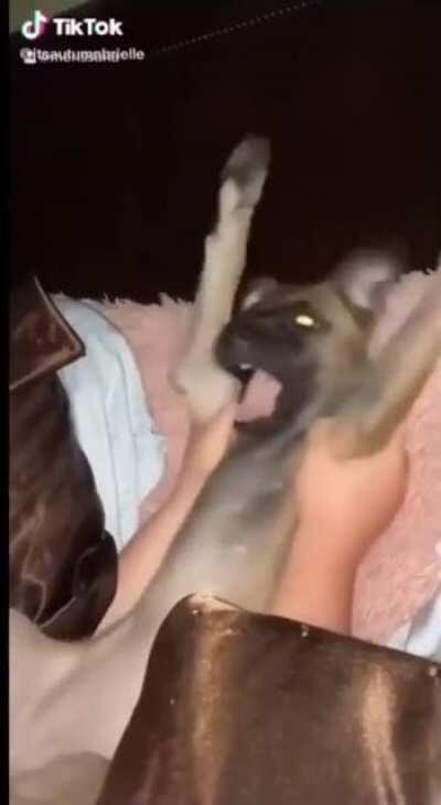 If animals could sing