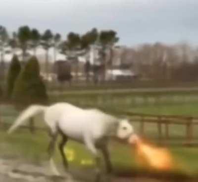 Hafermoped hat ein besseres Arsenal als die Bundeswehr