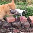 Pigeon : Don't Mess with me you kitty