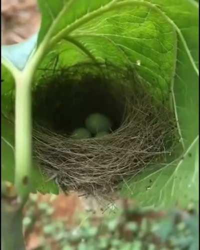 🔥 Amazingly woven nest in a leaf